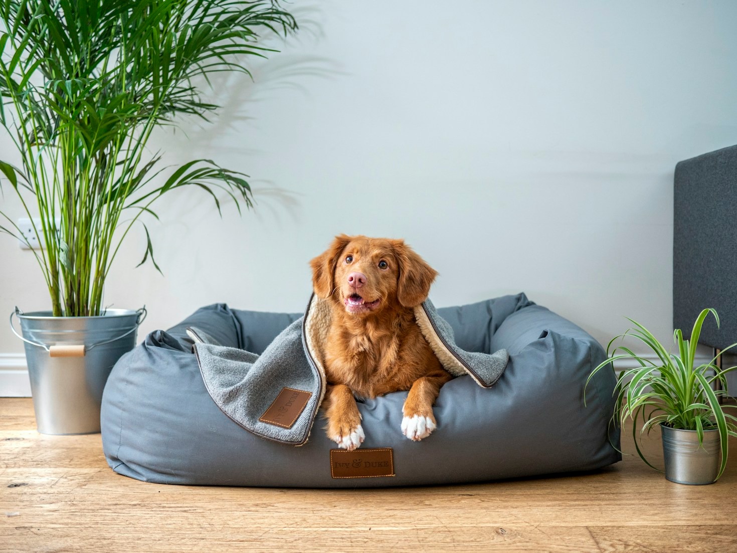 The Top Products for Senior Pet Wellness