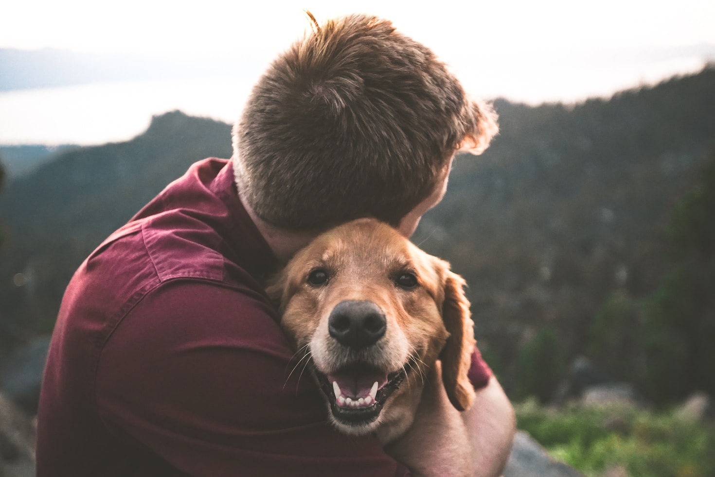 How to Spot Common Health Issues in Older Pets