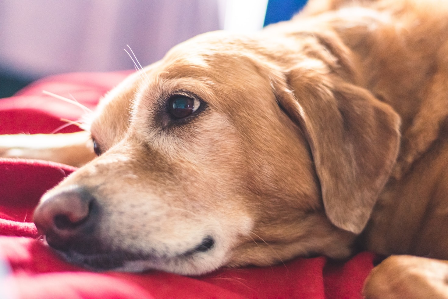 Creating a Comfortable Space for Your Senior Companion