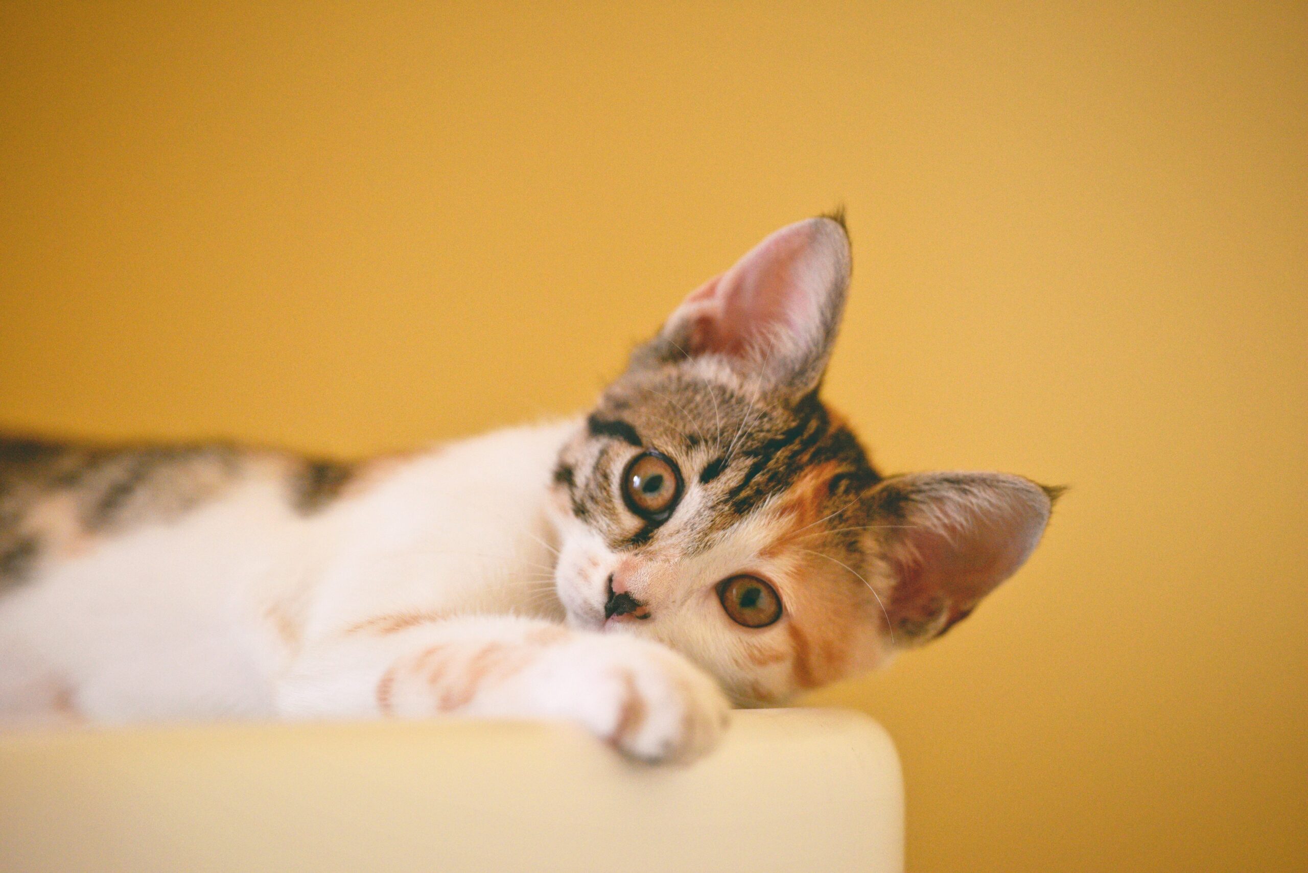 Hello world!